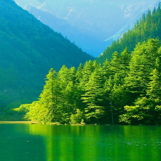 左手萝卜右手菠萝