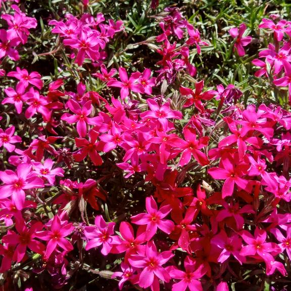 微笑中的甜蜜♛♛