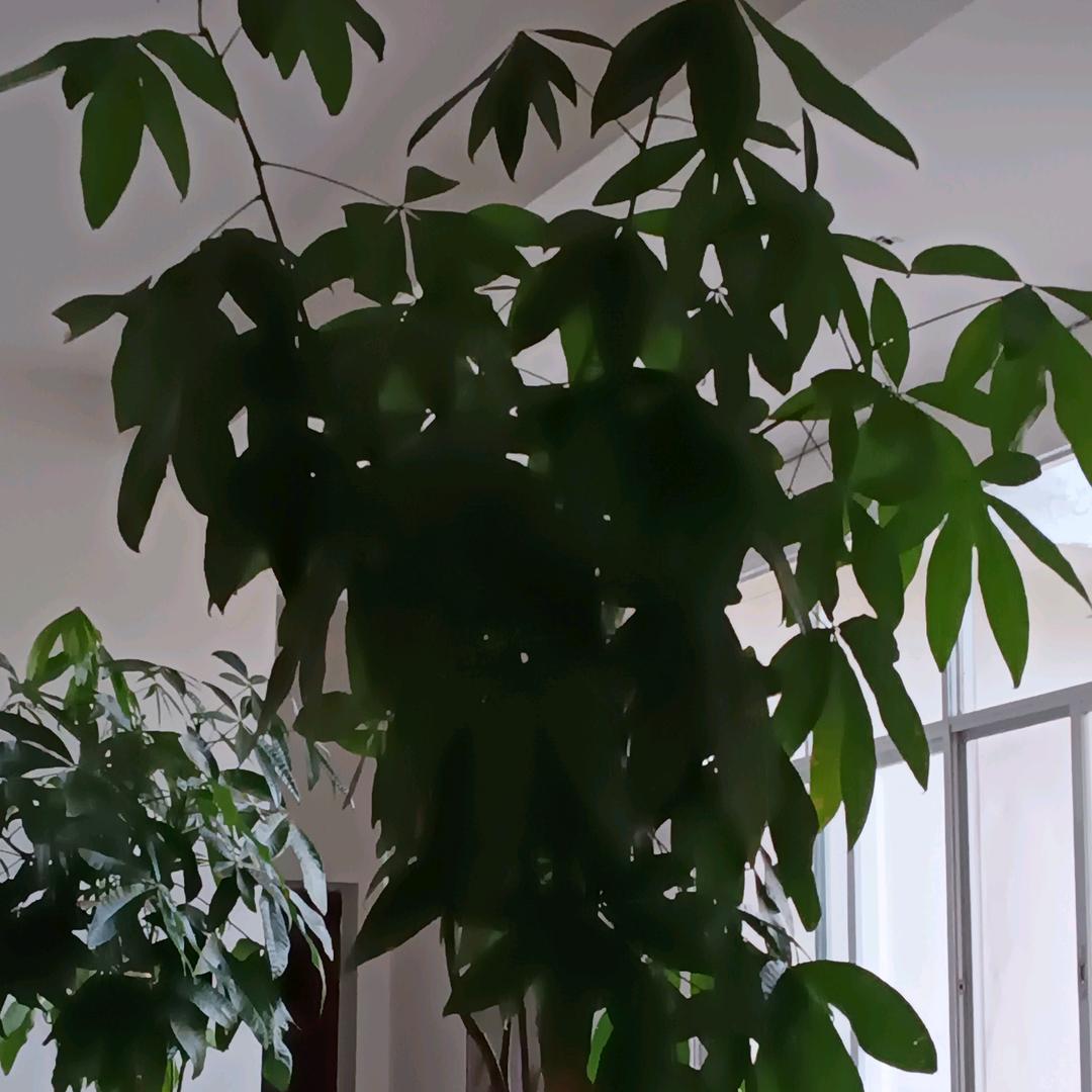 花开吉祥