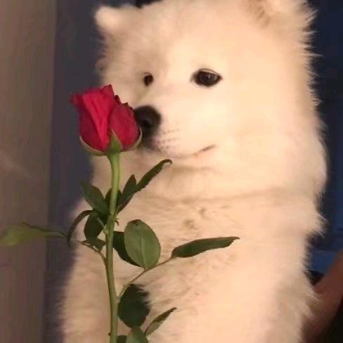 古德猫宁