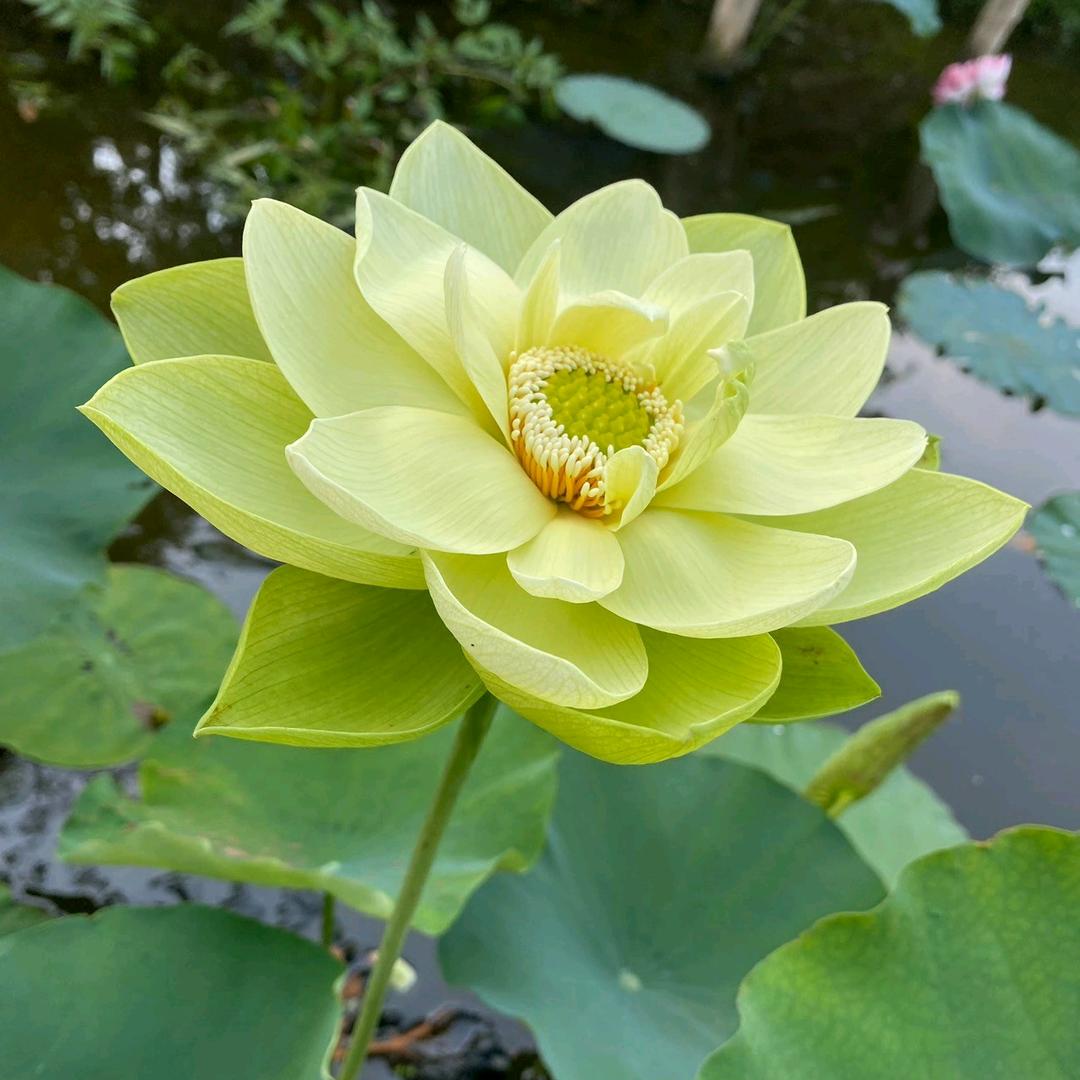 坚忍礼让