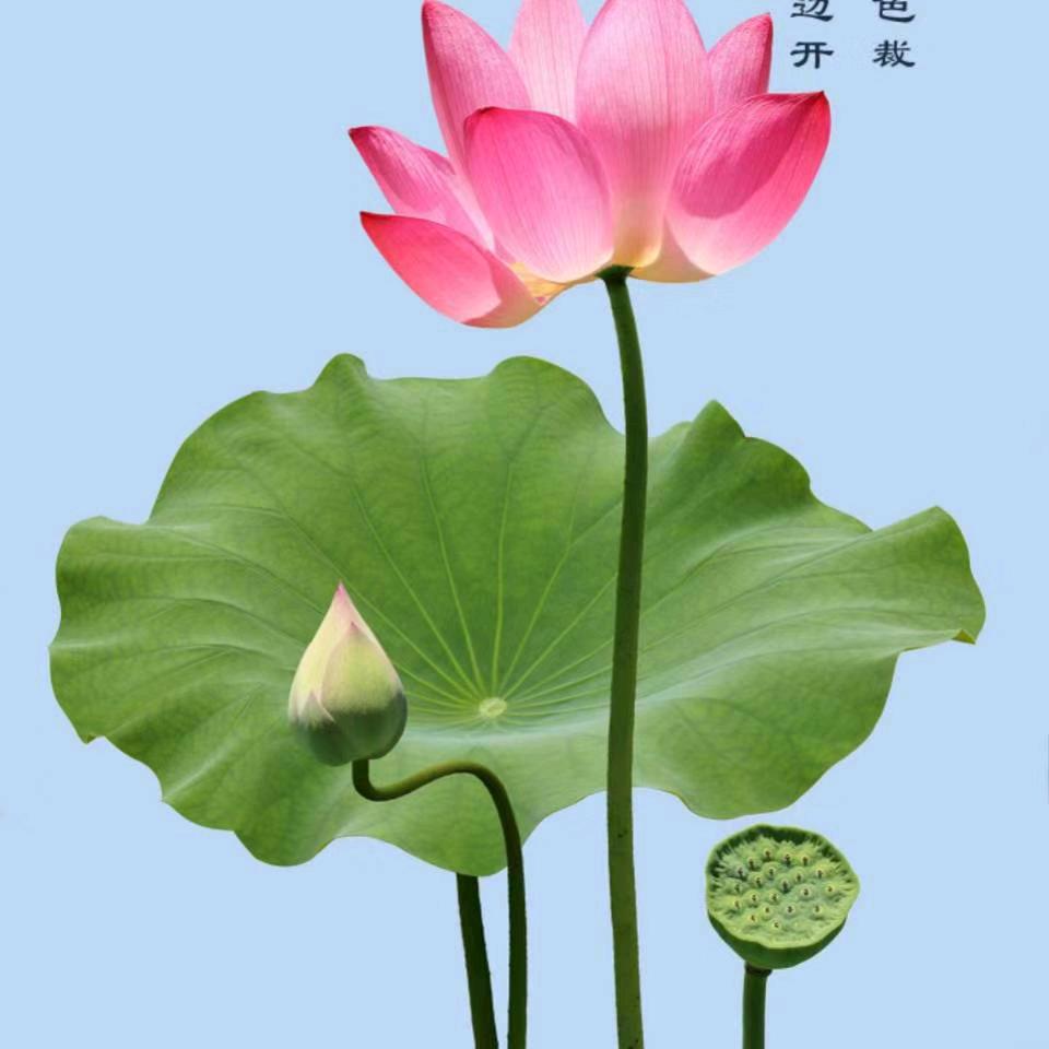 美丽泗阳