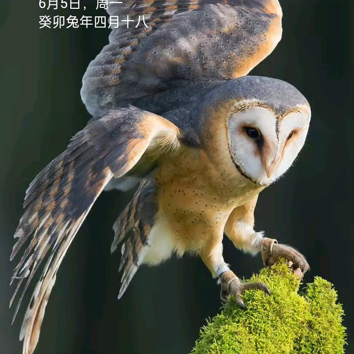 师傅大王