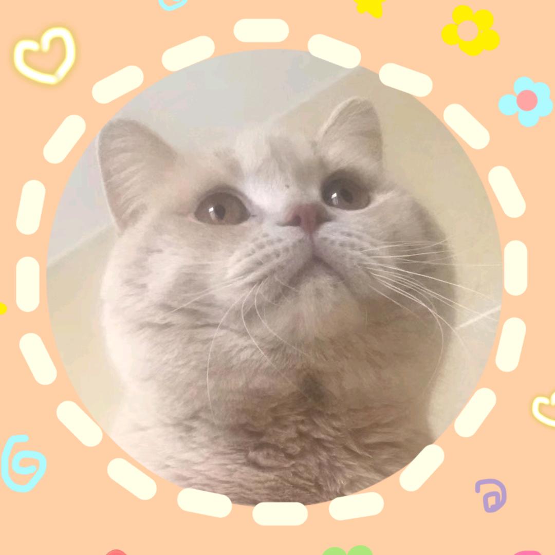 团团是只猪