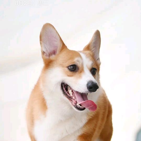 山夫子