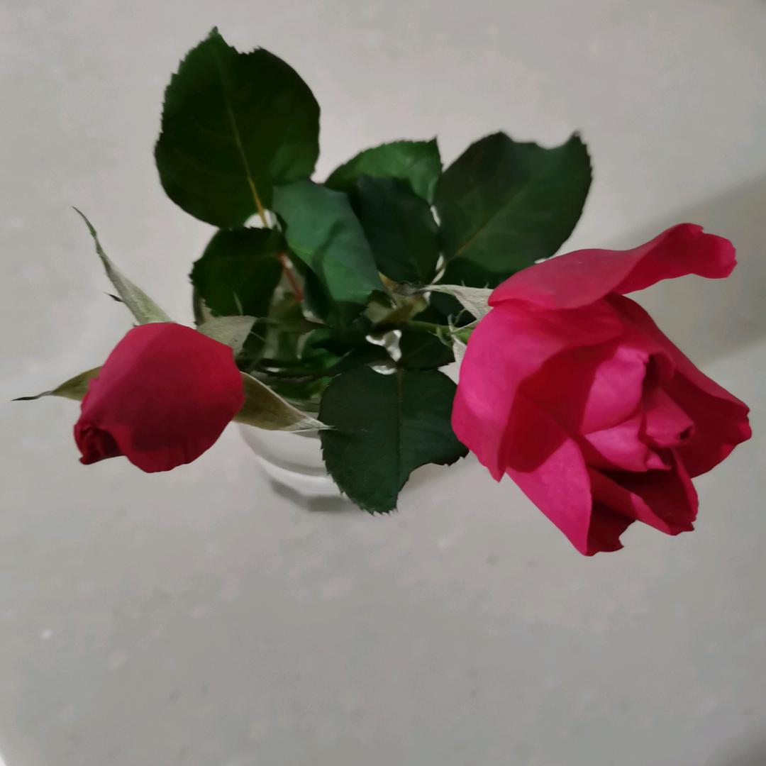 我的名字🌹