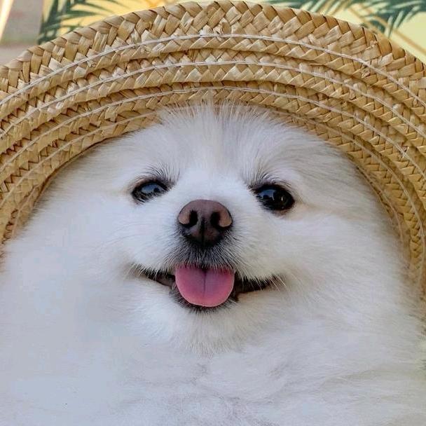 博美犬百科