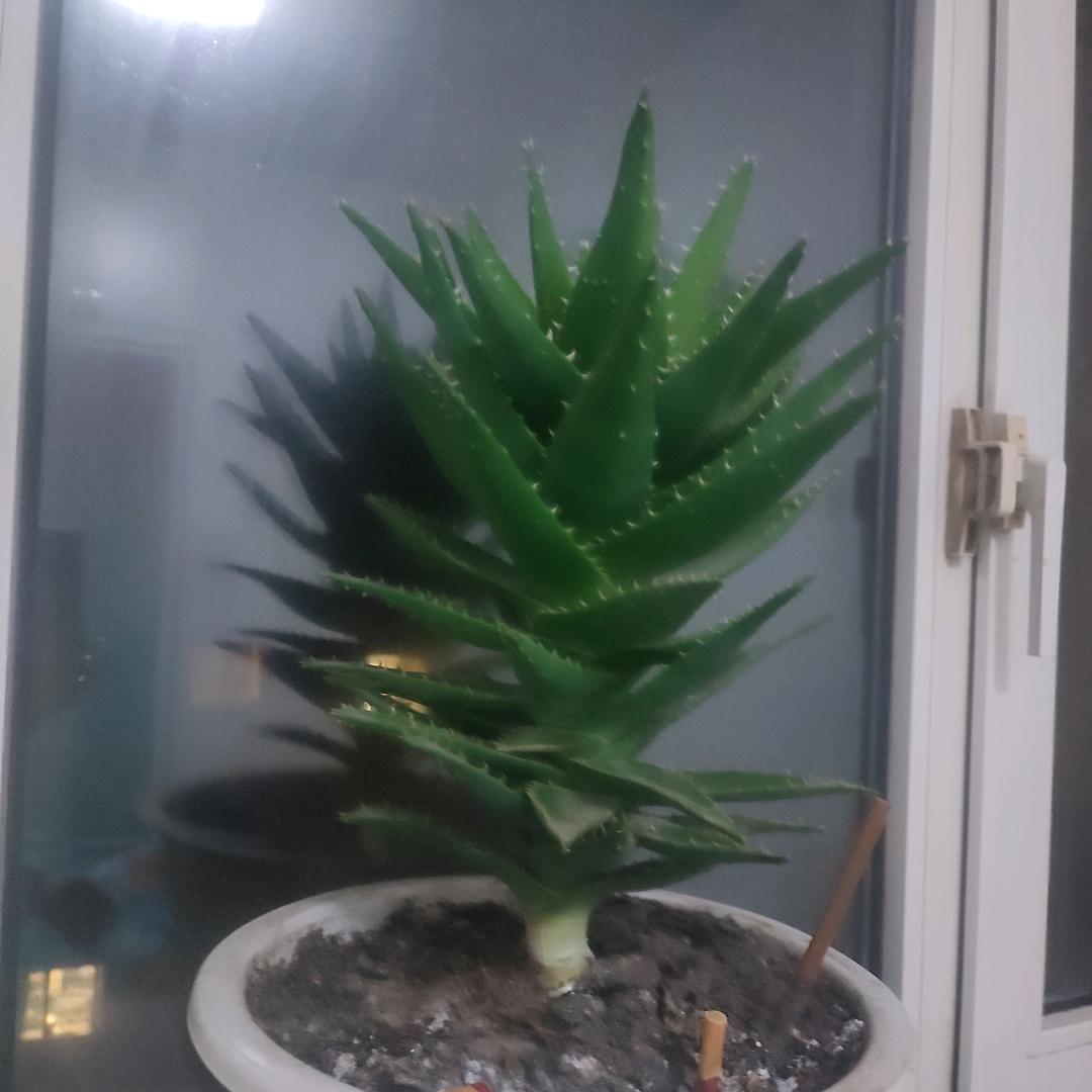草园哥
