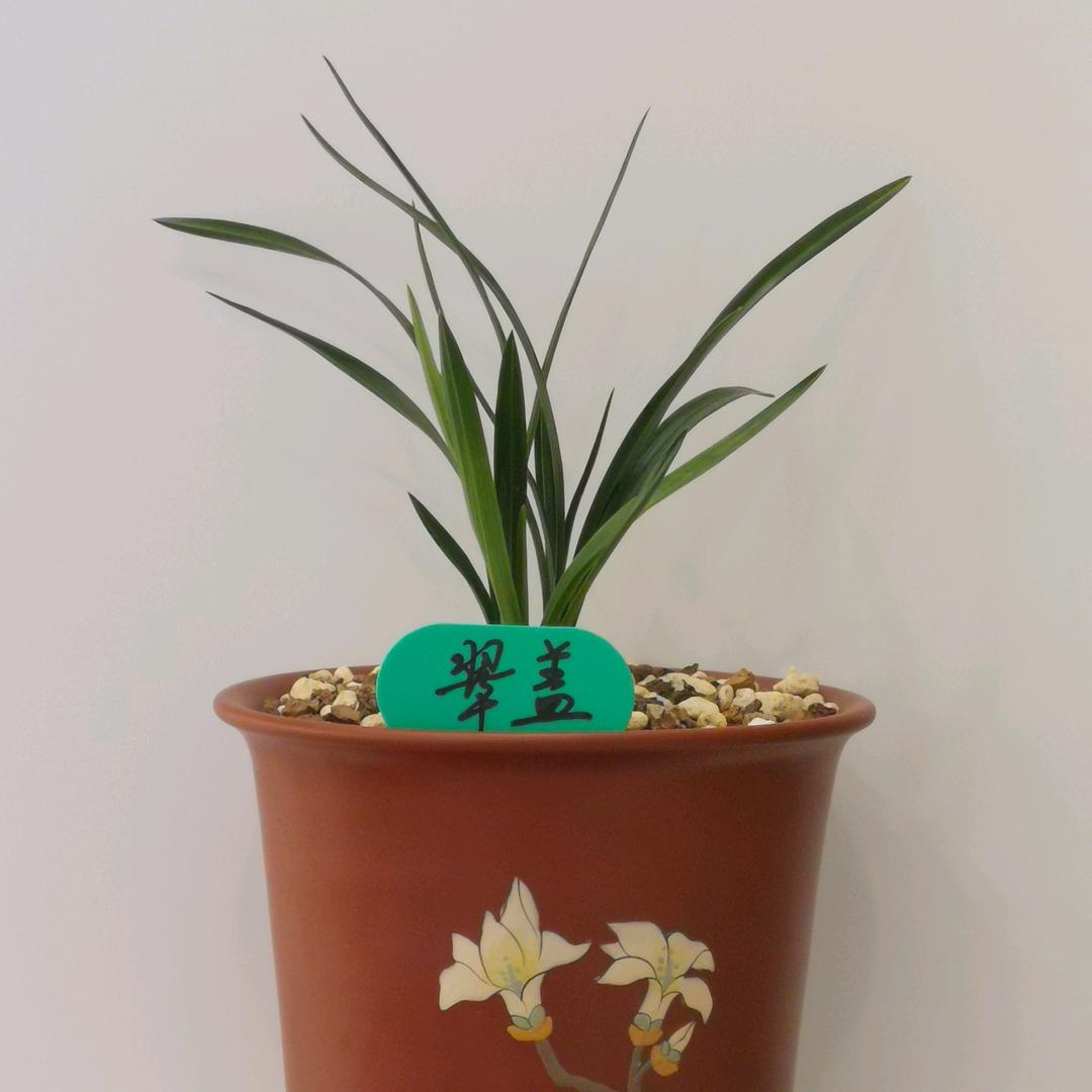 如初