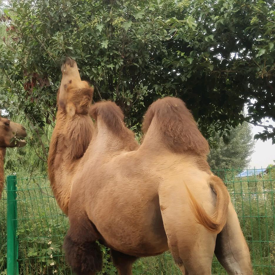 三重刘德华两重彭于晏