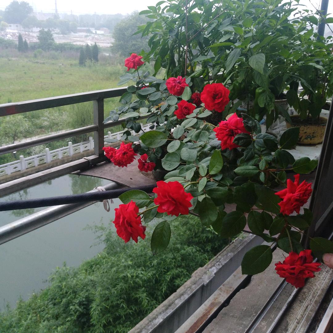 酥微乐