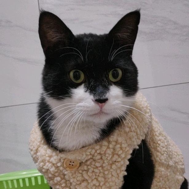 黑猫警长