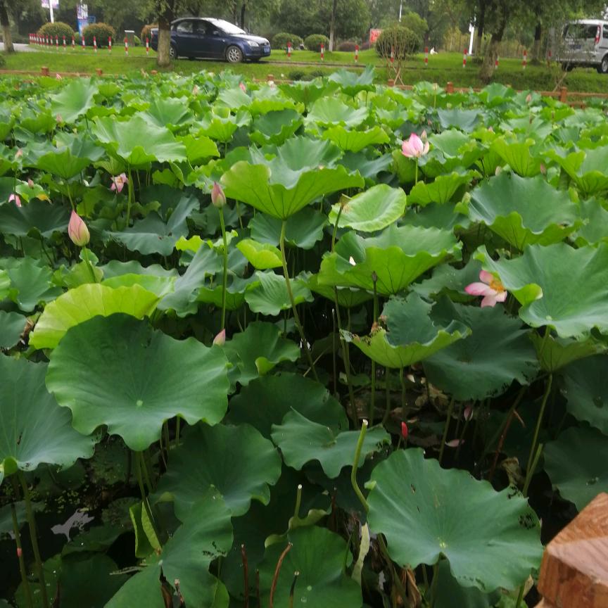 一缕阳光⊙ω⊙