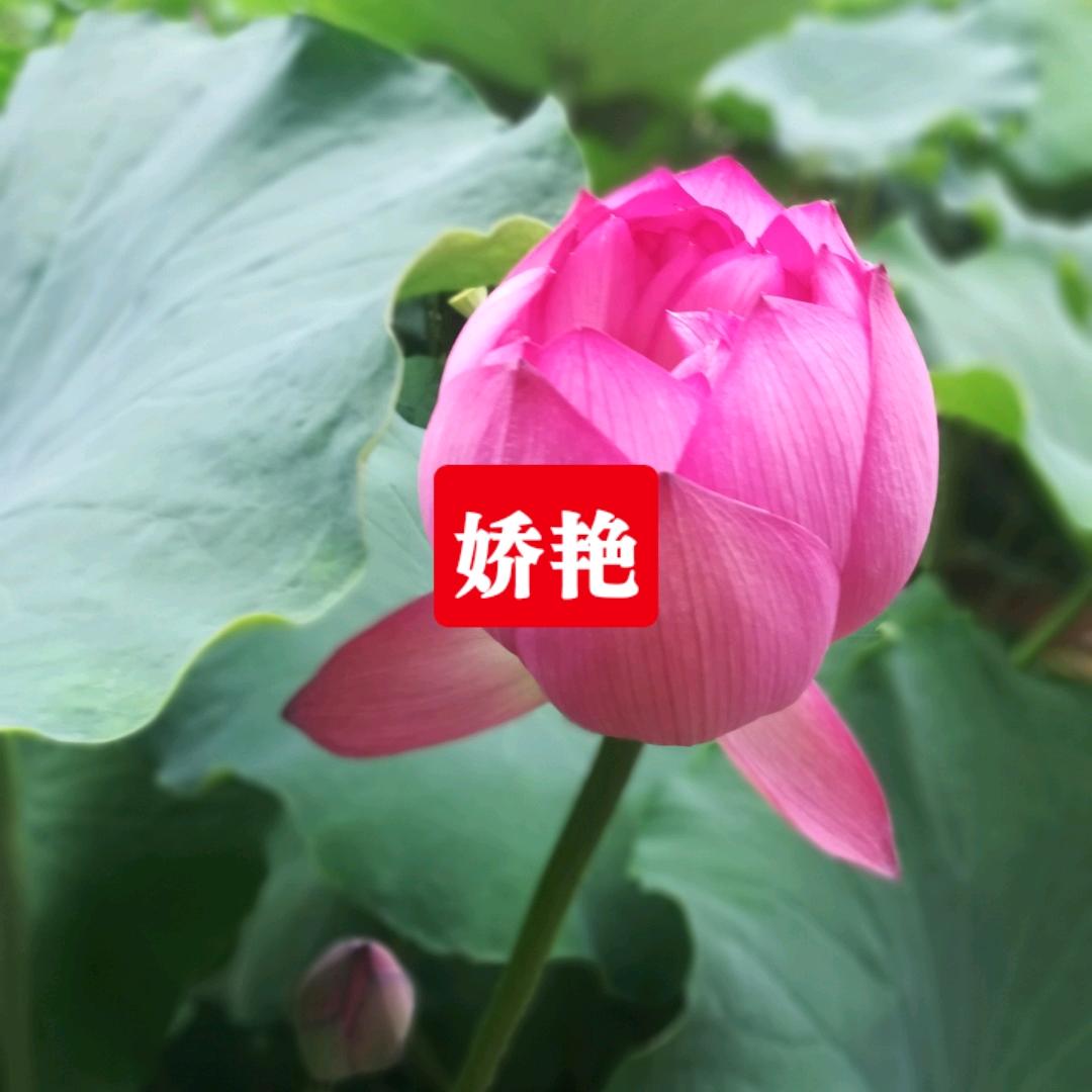 悠悠暍望