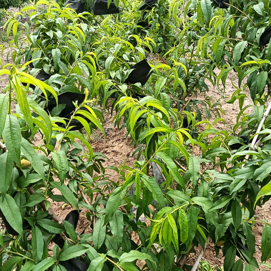 黄桃种植基地
