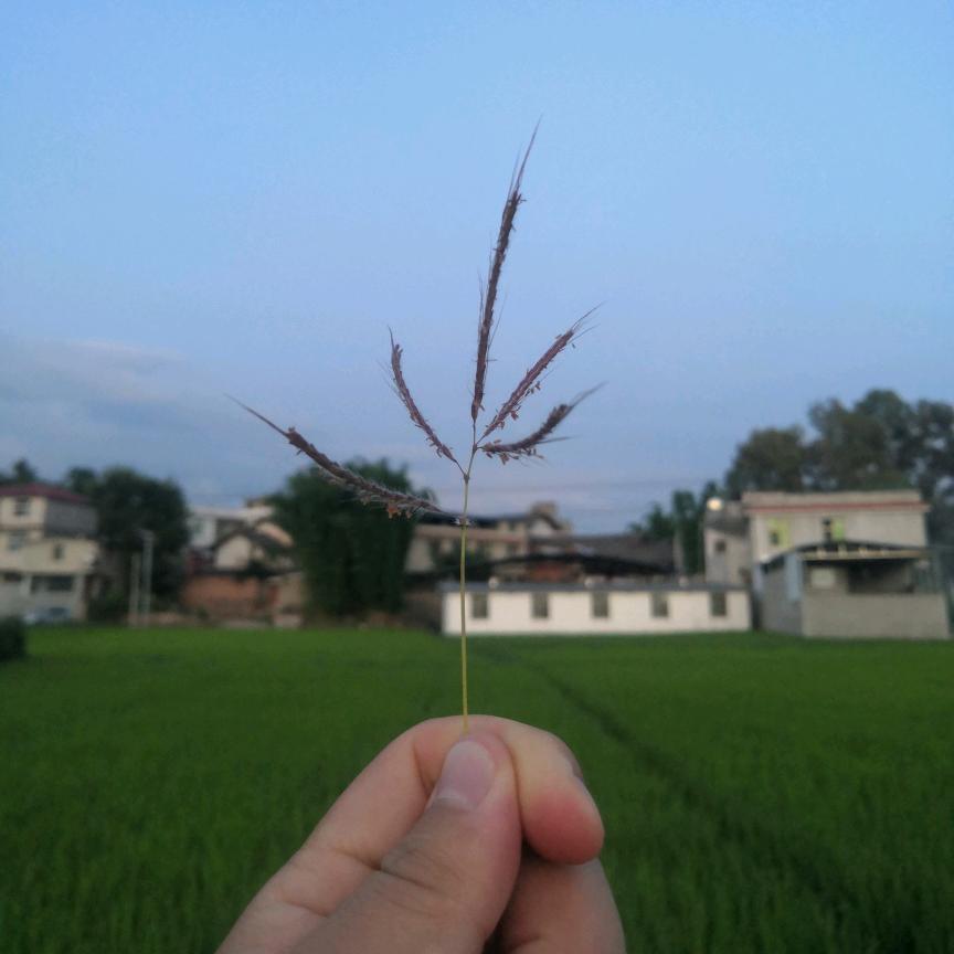 叁月