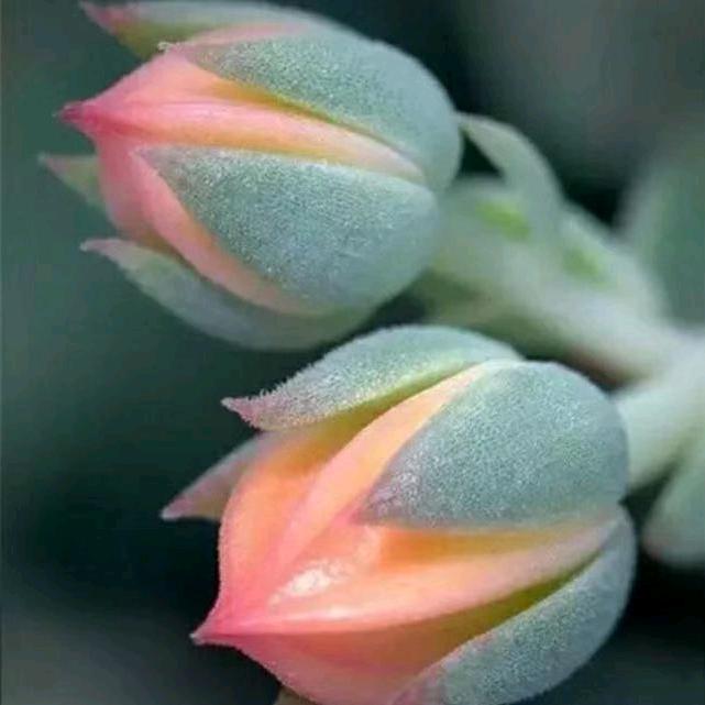 王千月玩特效