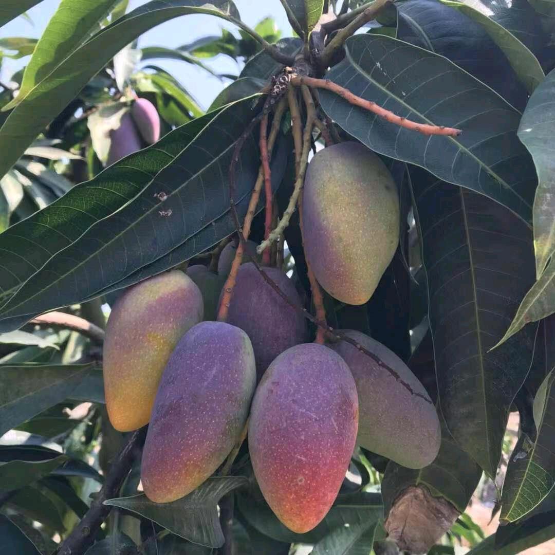 山东小明在海南