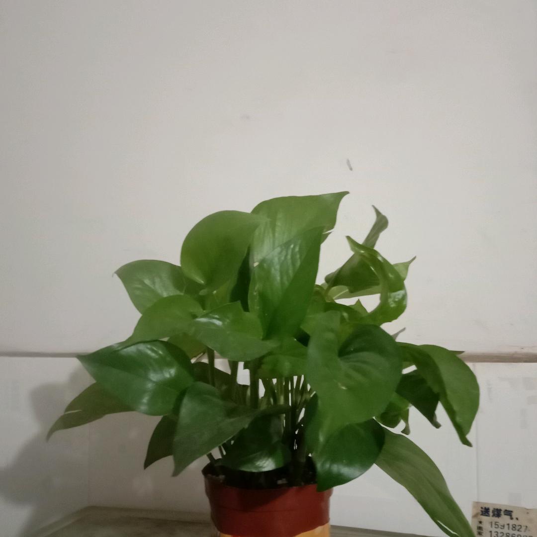 阿连《拒绝私聊连赞》