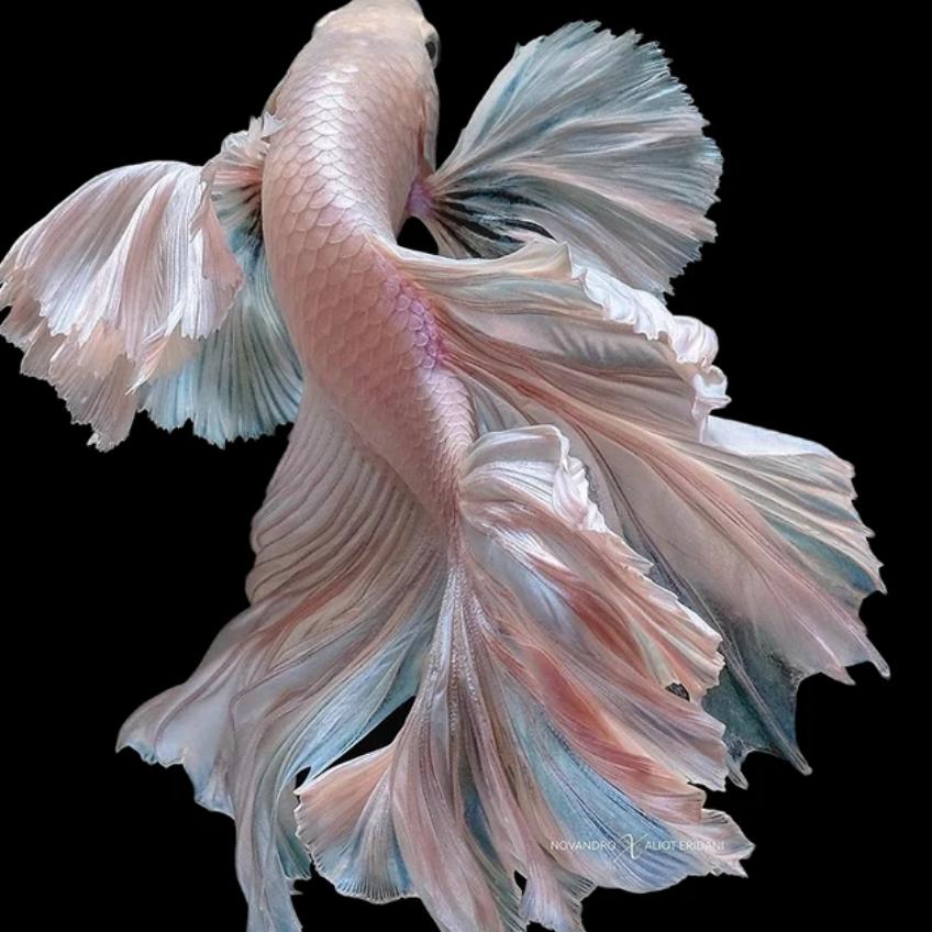 菩提泪