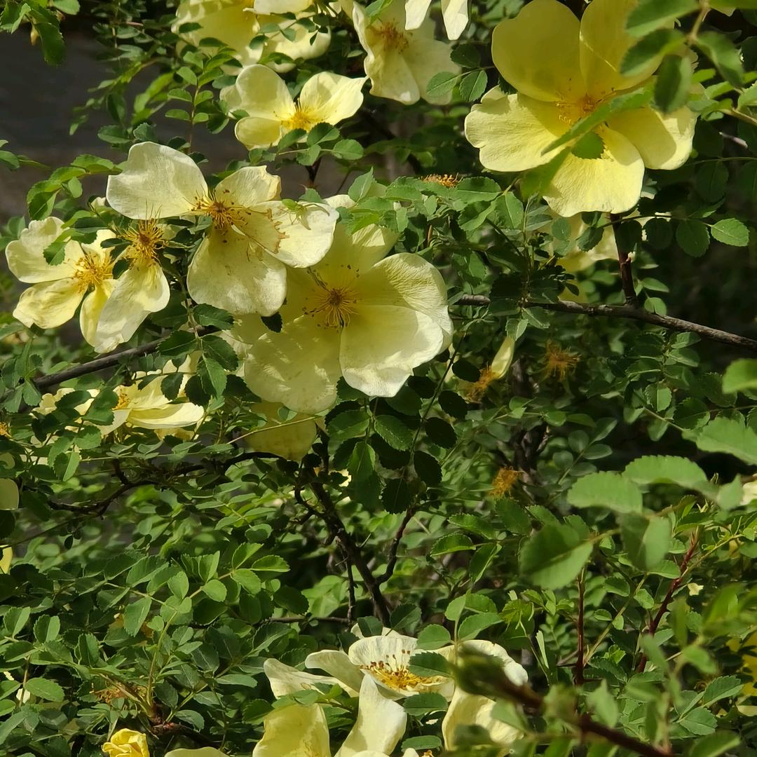 用户992137268平凡