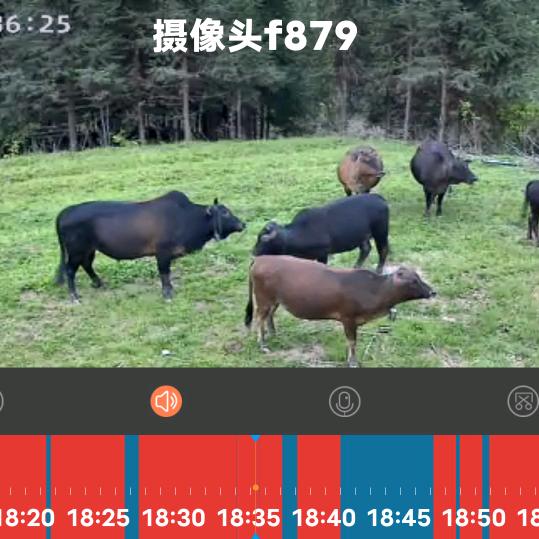 青草绿叶