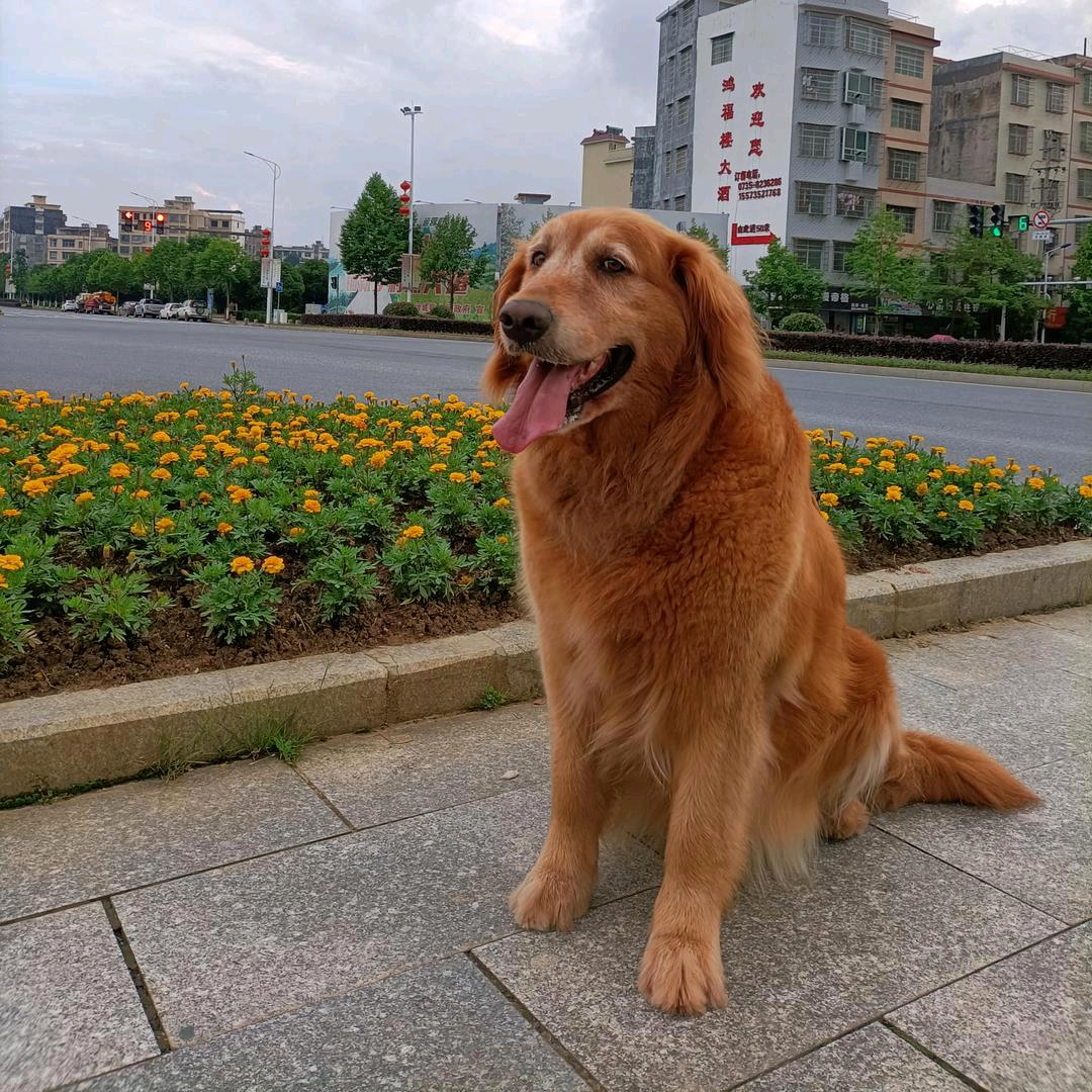 🍀紫藤🍀