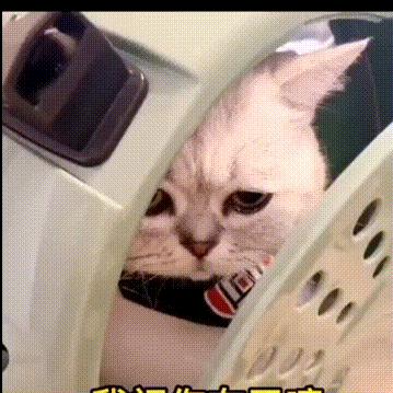 村头恶霸大橘喵