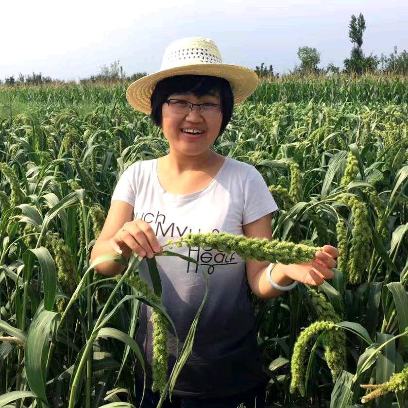 山西小米芳姐