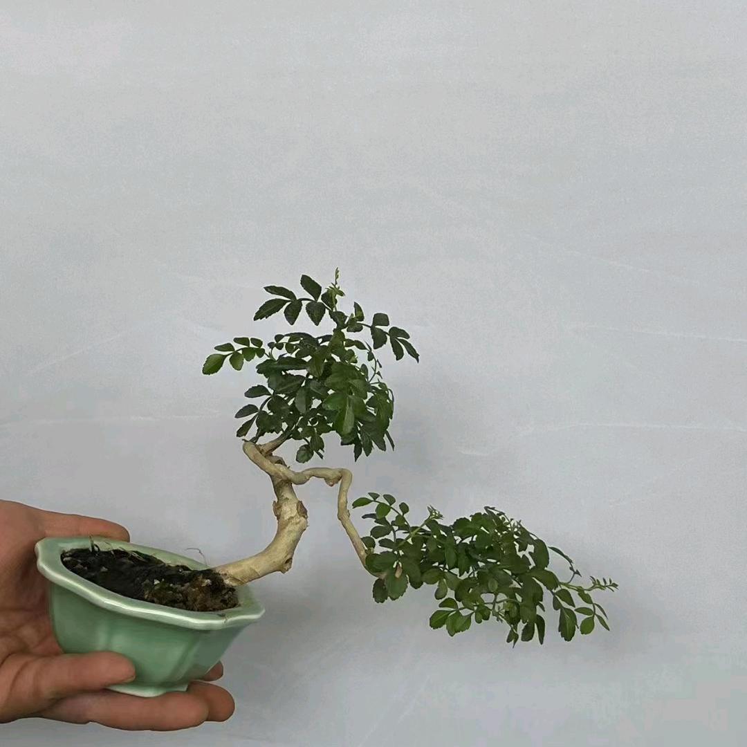 百花阁丶