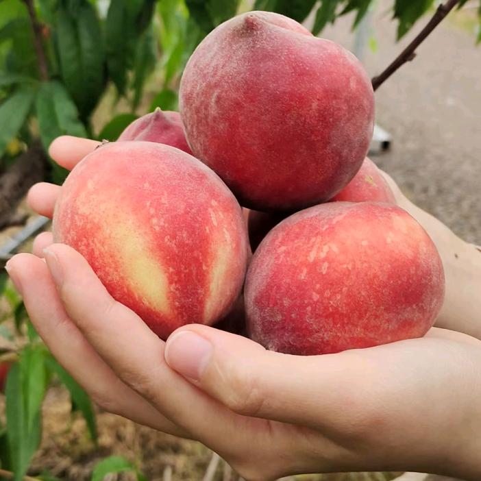 泸州市牛滩镇观斗山桃花源