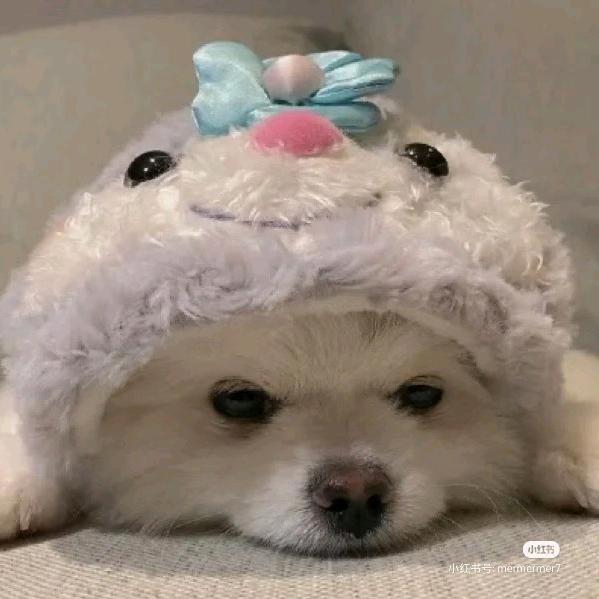 糖欣蛋🍳