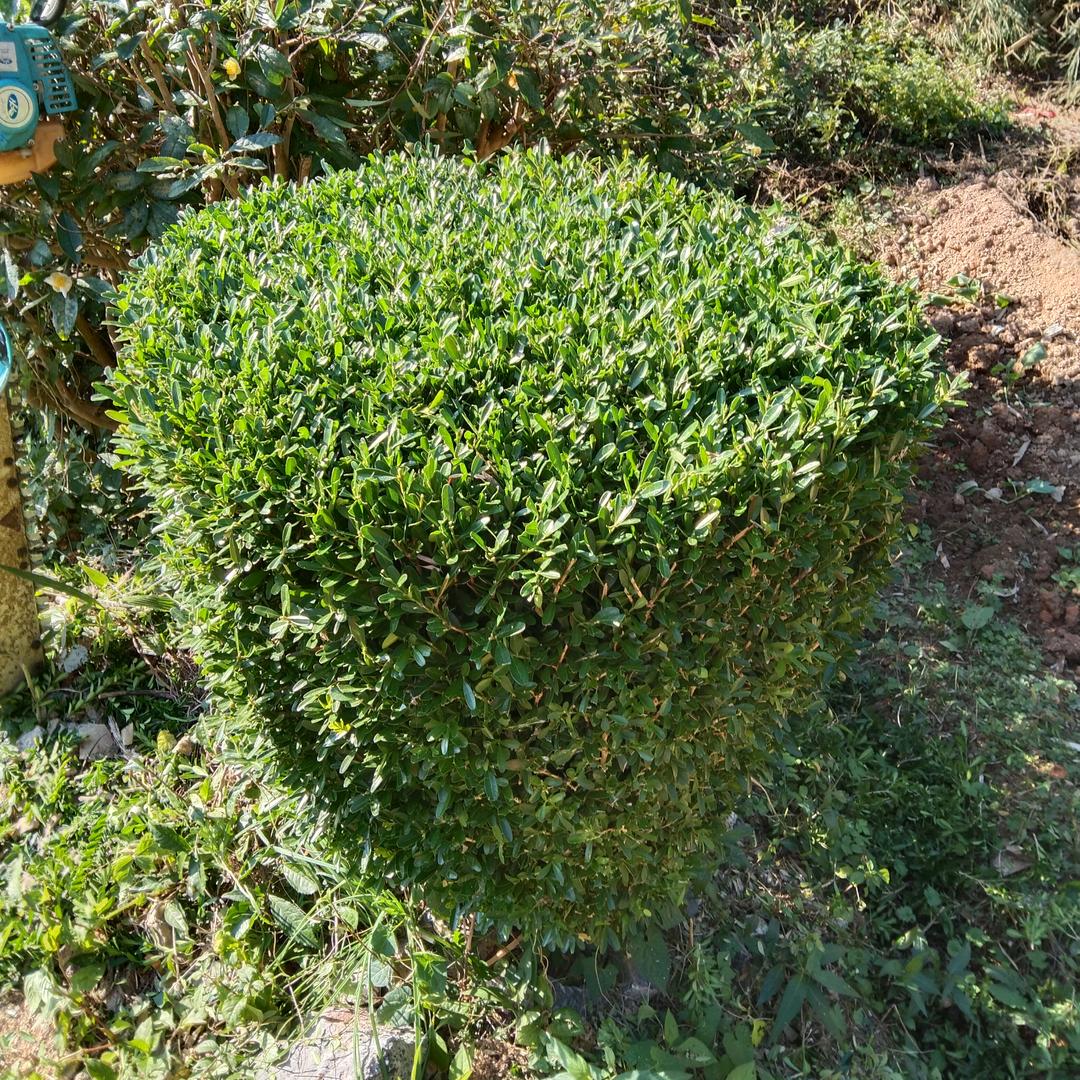 以木成舟
