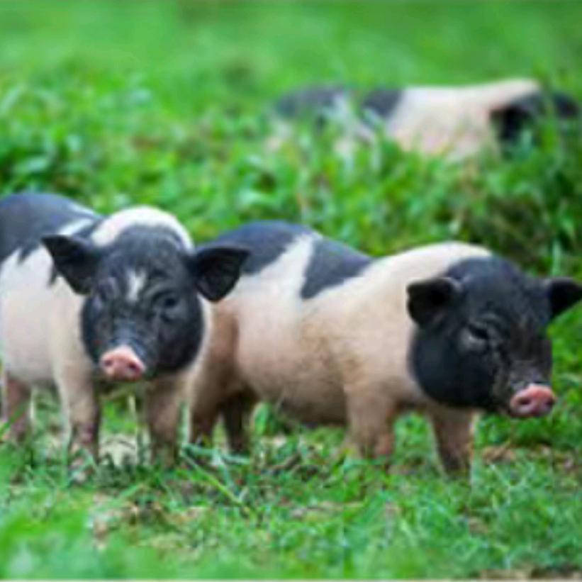 姚老弟🔥猪肉批发