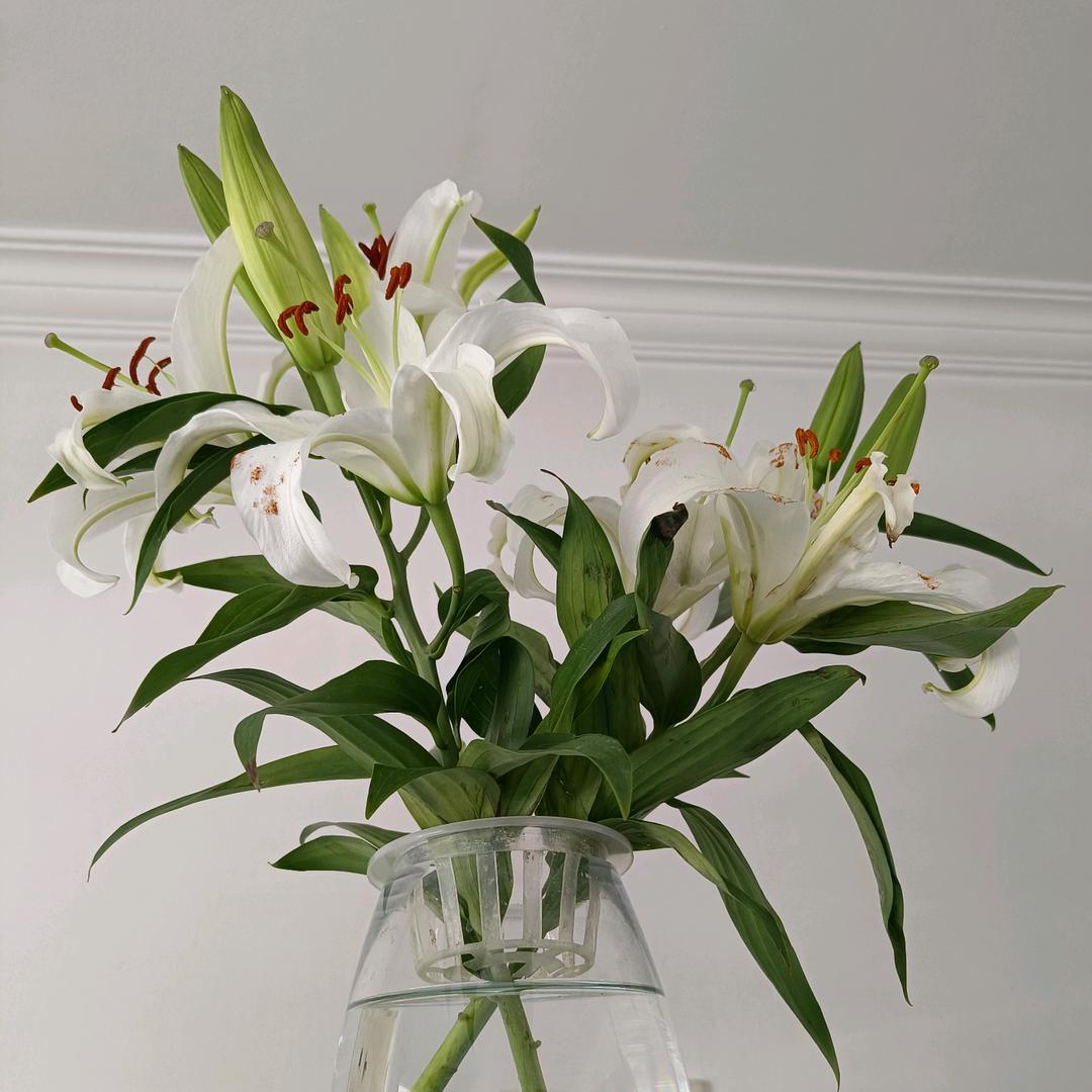 茉莉花开