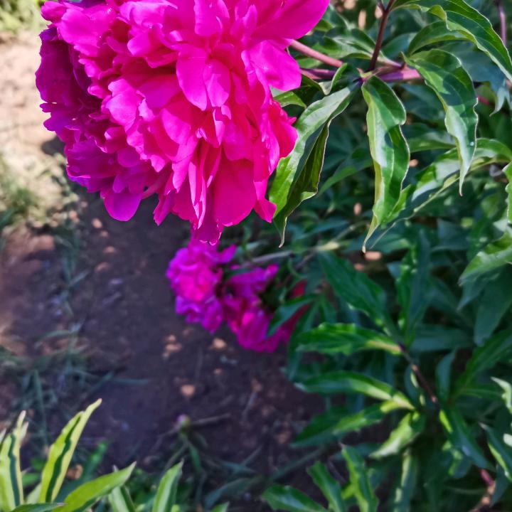 丽