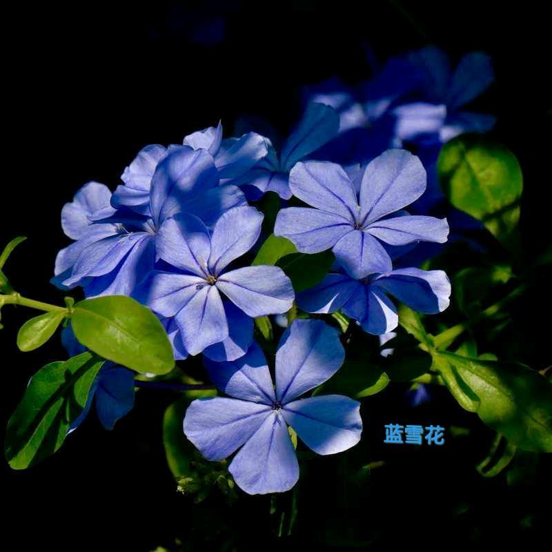 秋叶的思念Suky