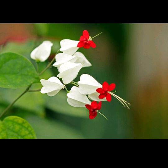 素芳姐