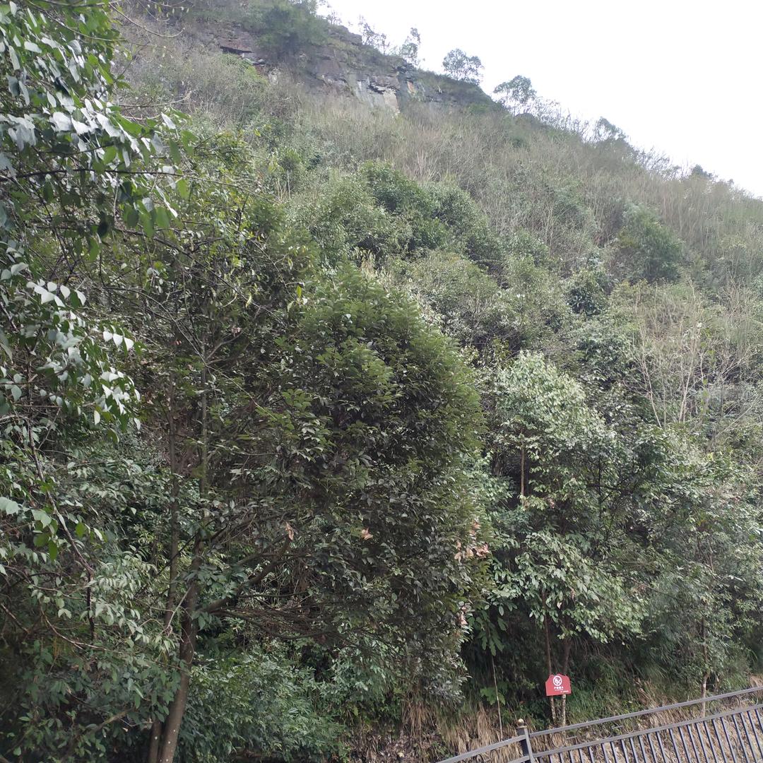 糊里糊涂的（符丫头）