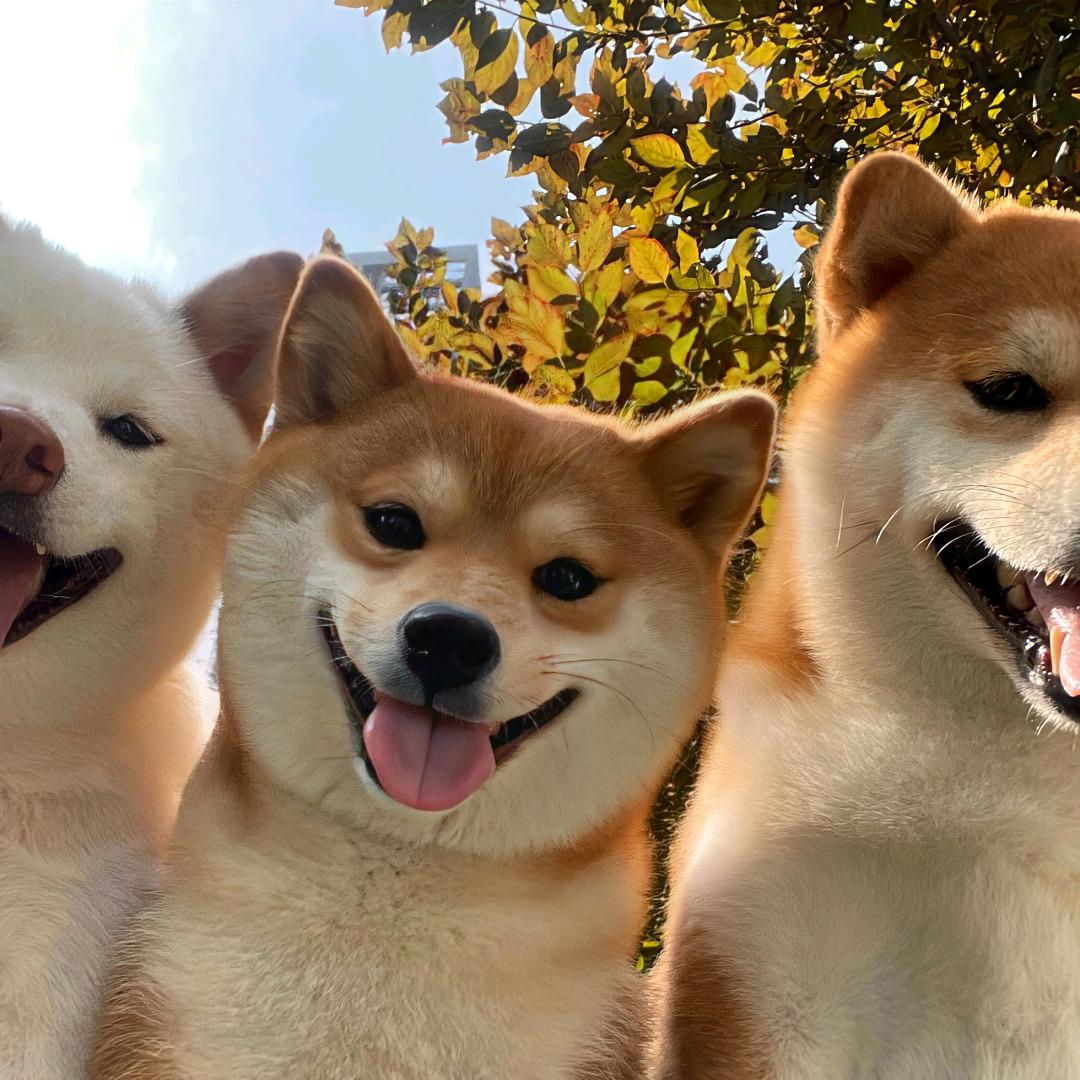 当哩个当