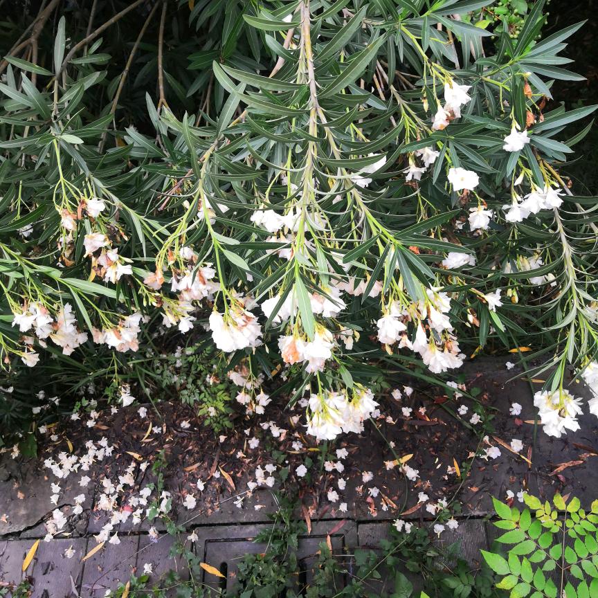 花开，花落，过一生兴