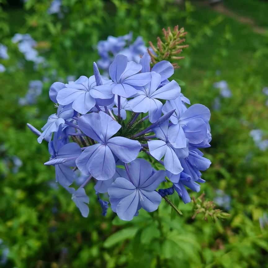 绿栊芳尘