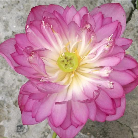 阴阳双剑灵山阁