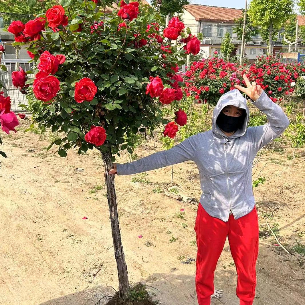 莱州市梅桂苑苗圃