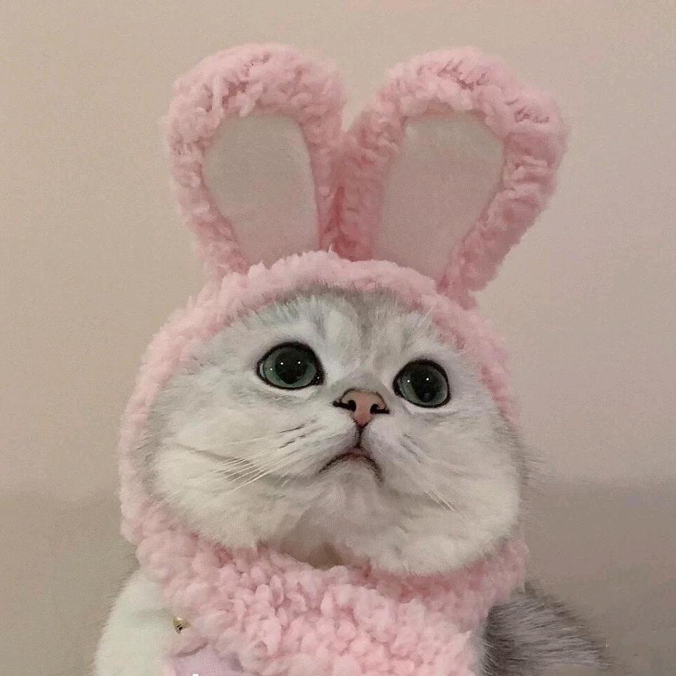 ✨如梦