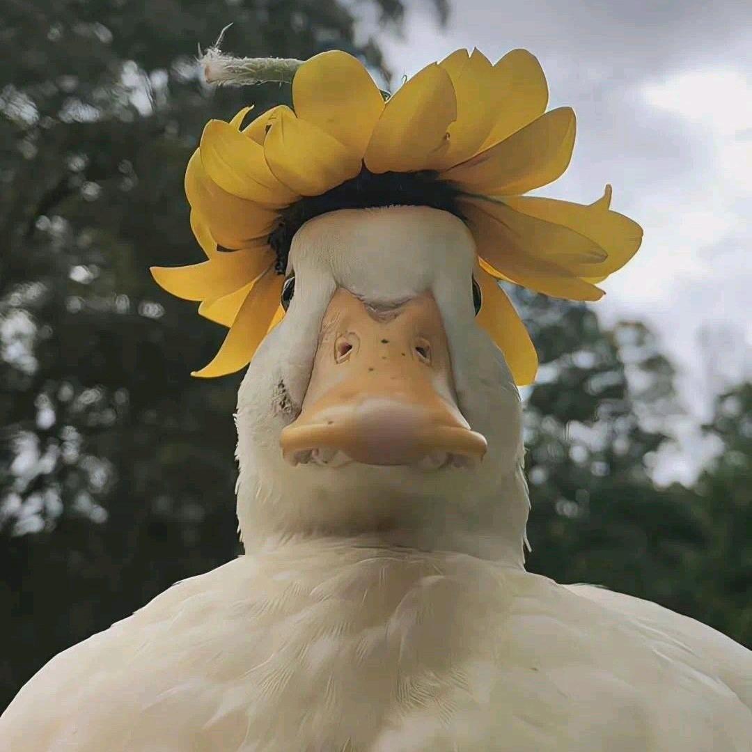 葵花菜籽游