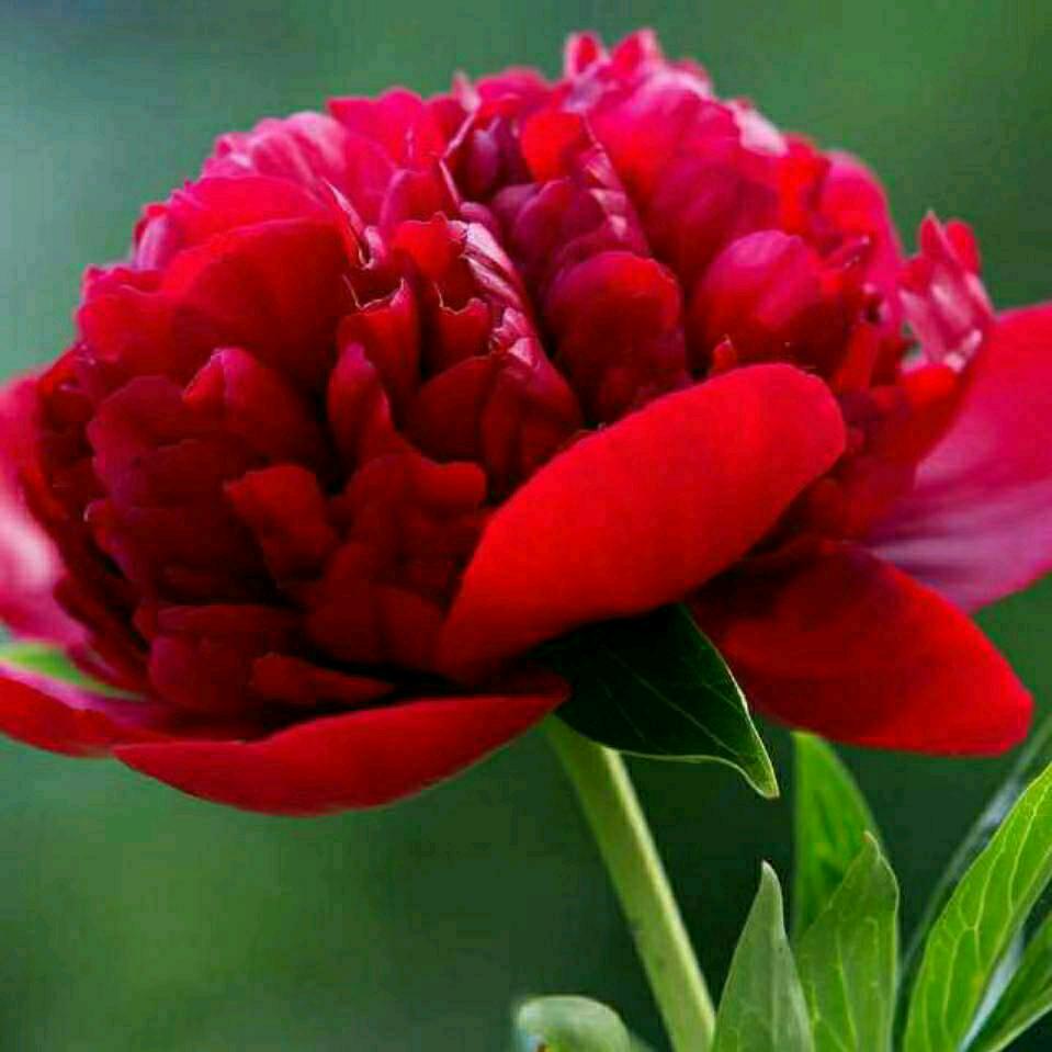 每天都是好心情