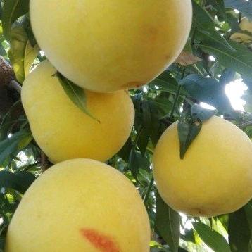 王集杨天敬黄桃园