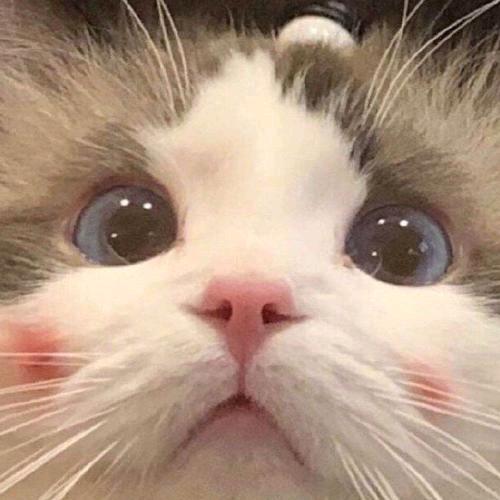mackiemu