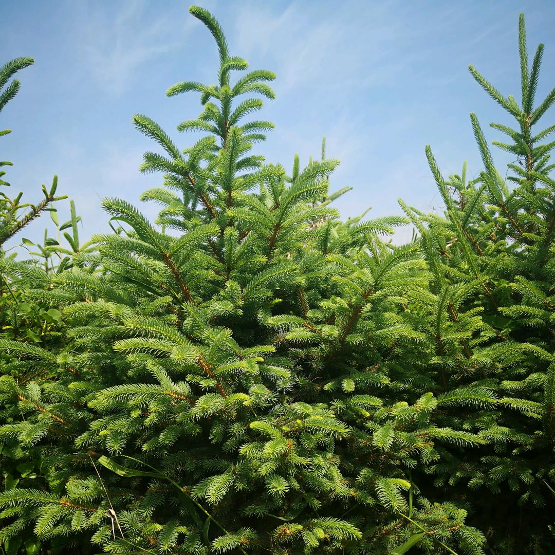 洛川县喜乐家庭农场